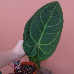Anthurium Docblock Dark &... 2
