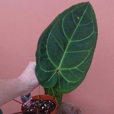 Anthurium Docblock Dark & Handsome...