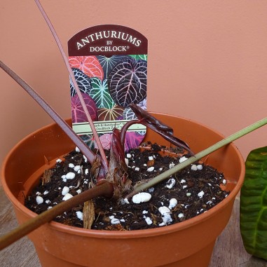 Anthurium Docblock Dark & Handsome...