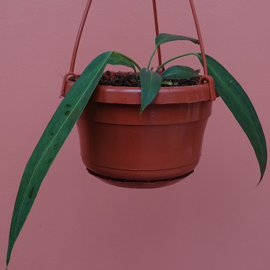 Anthurium Wendlingeri
