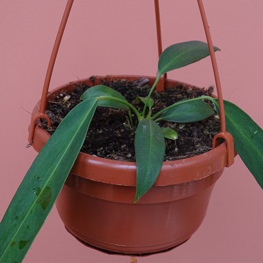 Anthurium Wendlingeri
