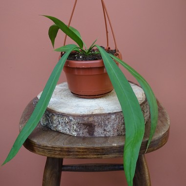 Lot A. Pallidiflorum / Vittarifolium...