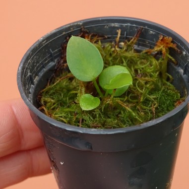 Lot A. Pallidiflorum / Vittarifolium...