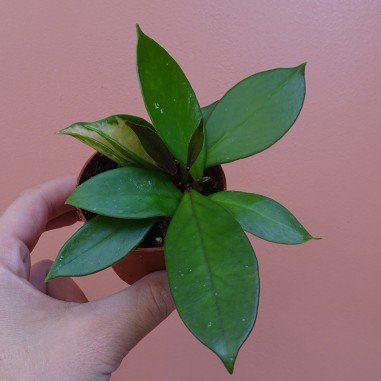 Hoya tricolor