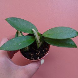 Hoya tricolor 2