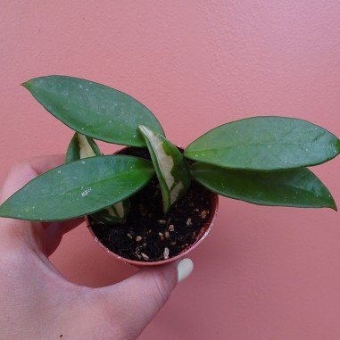 Hoya tricolor