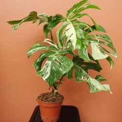 Monstera Variegata