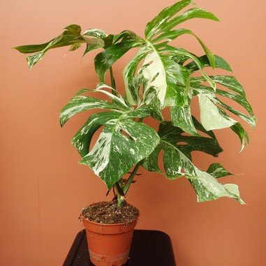 Monstera Variegata