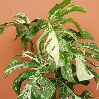 Monstera Variegata