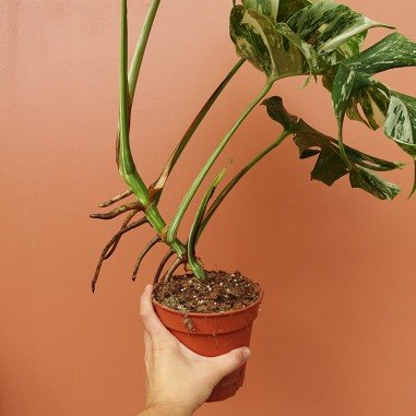 Monstera Variegata