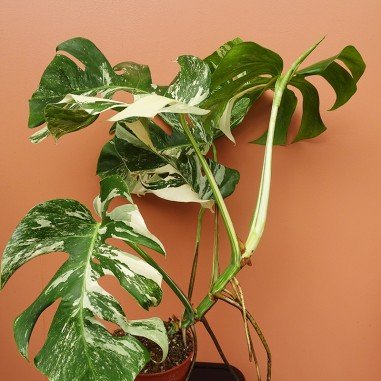 Monstera Variegata