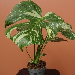 Monstera Thaï Constellation