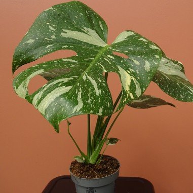 Monstera Thaï Constellation
