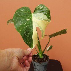 Monstera Thaï Constellation 2