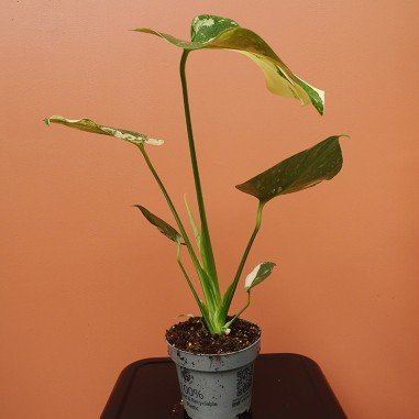Monstera Thaï Constellation