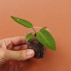 Anthurium Pallidiflorum