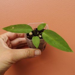 Anthurium Pallidiflorum 2