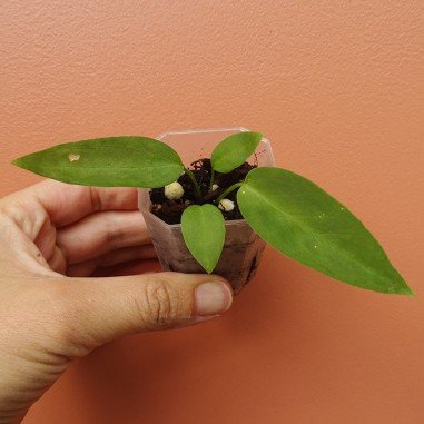 Anthurium Pallidiflorum