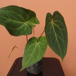 Anthurium Ace of space x...
