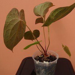 Anthurium Ace of space x... 2
