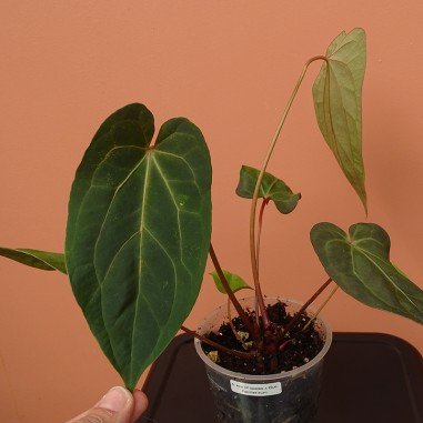 Anthurium Ace of space x Blue...