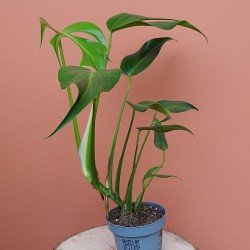 Monstera Burle Marx Flame