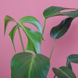 Monstera Burle Marx Flame 2