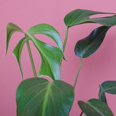 Monstera Burle Marx Flame