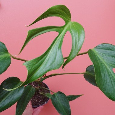 Monstera Burle Marx Flame