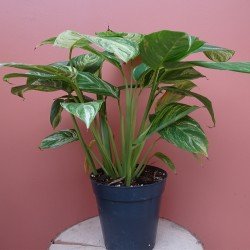 Stromanthe '' Charlie''