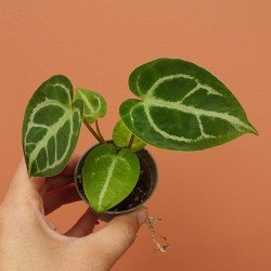 Anthurium Forgetii dark...