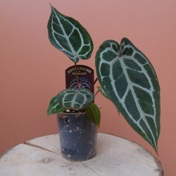 Anthurium 'Michelle' by...