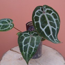 Anthurium 'Michelle' by... 2