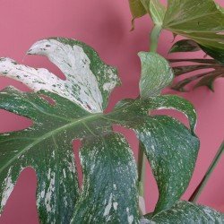 Monstera Deliciosa Mint 2