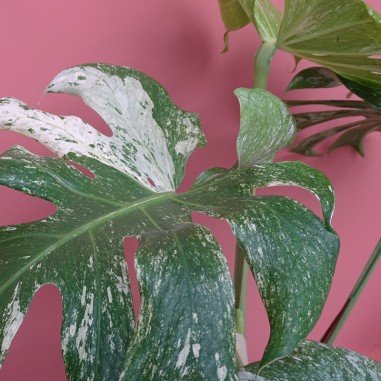 Monstera Deliciosa Mint