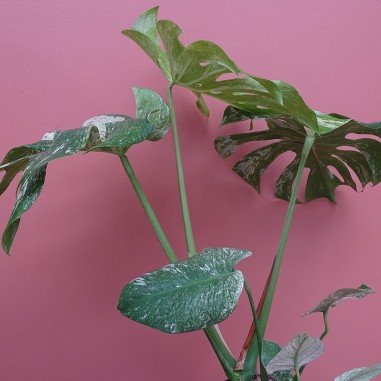 Monstera Deliciosa Mint