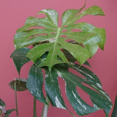 Monstera Deliciosa Mint