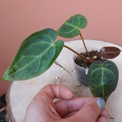 Anthurium Docblock Dark &... 2