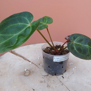 Anthurium Docblock Dark & Handsome...